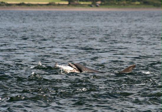 Bottlenose Dolphin <i>Tursiops truncatus</i>